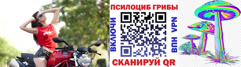 это какой сайт  Пионерский  Псилоцибиновые грибы Psilocybine cubensis 